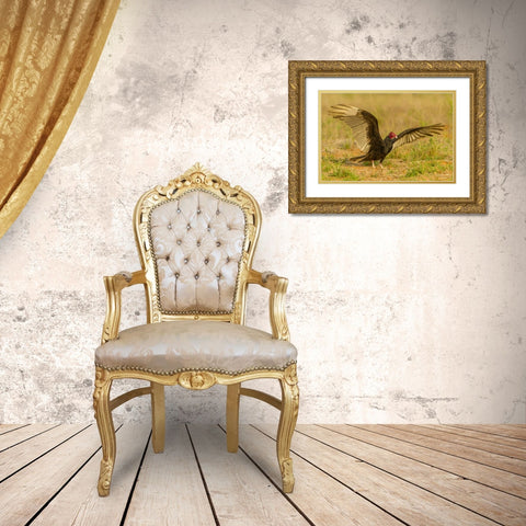Texas, Hidalgo County Turkey vulture on ground Gold Ornate Wood Framed Art Print with Double Matting by Illg, Cathy and Gordon