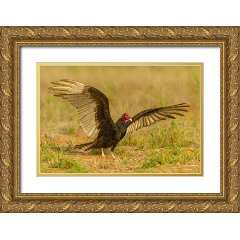 Texas, Hidalgo County Turkey vulture on ground Gold Ornate Wood Framed Art Print with Double Matting by Illg, Cathy and Gordon