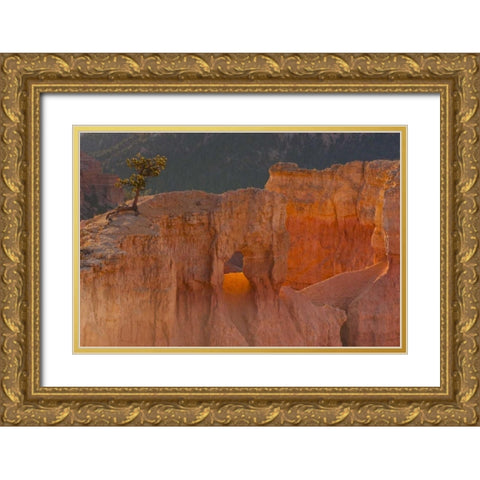 Utah, Bryce Canyon Tree in rock formation Gold Ornate Wood Framed Art Print with Double Matting by Illg, Cathy and Gordon