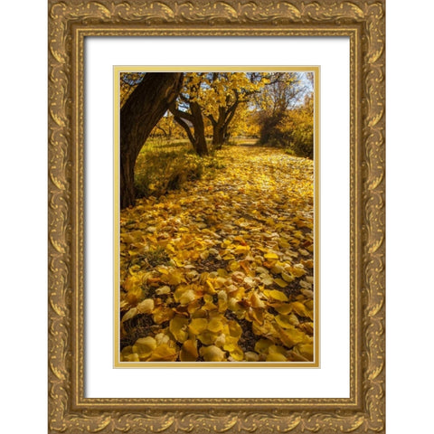 UT, Capitol Reef Fremont River Trail in autumn Gold Ornate Wood Framed Art Print with Double Matting by Illg, Cathy and Gordon