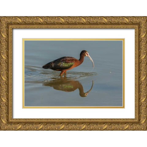 Utah, Bear River NWR White-faced ibis feeding Gold Ornate Wood Framed Art Print with Double Matting by Illg, Cathy and Gordon