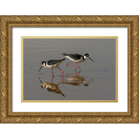 Utah, Bear River NWR Black-necked stilts feeding Gold Ornate Wood Framed Art Print with Double Matting by Illg, Cathy and Gordon