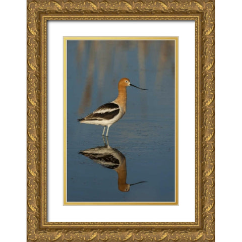 Utah, Bear River NWR American avocet wading Gold Ornate Wood Framed Art Print with Double Matting by Illg, Cathy and Gordon