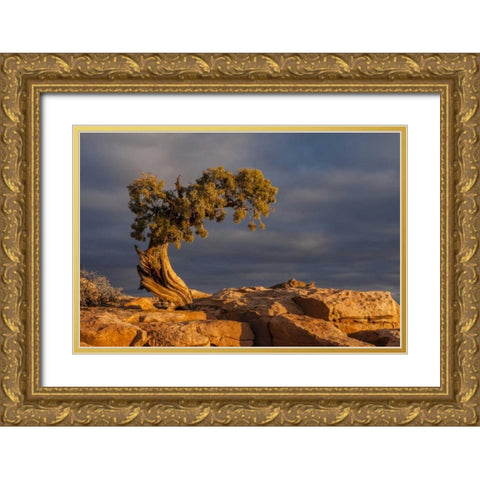 Utah, Dead Horse Point Sunrise on juniper tree Gold Ornate Wood Framed Art Print with Double Matting by Illg, Cathy and Gordon