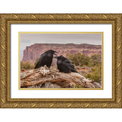 USA, Utah, Canyonlands NP Pair of ravens on log Gold Ornate Wood Framed Art Print with Double Matting by Illg, Cathy and Gordon