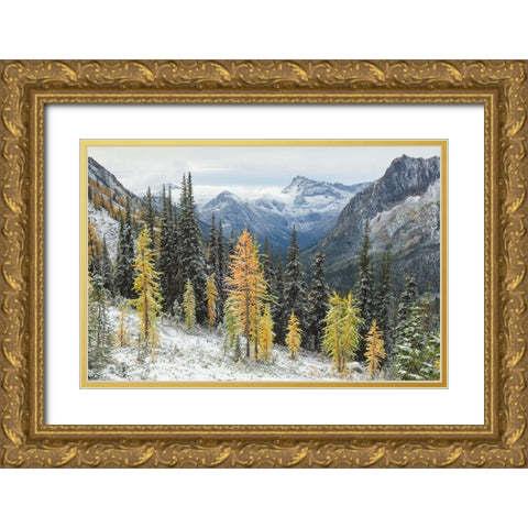 Larches displaying golden autumn color after fresh snowfall at Cutthroat Pass Gold Ornate Wood Framed Art Print with Double Matting by Majchrowicz, Alan