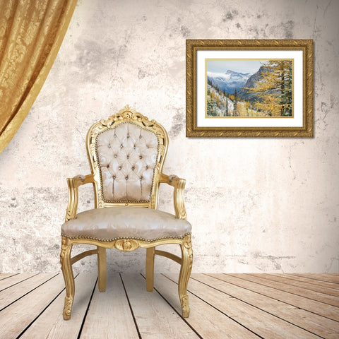 Larches displaying golden autumn color after fresh snowfall at Cutthroat Pass Gold Ornate Wood Framed Art Print with Double Matting by Majchrowicz, Alan