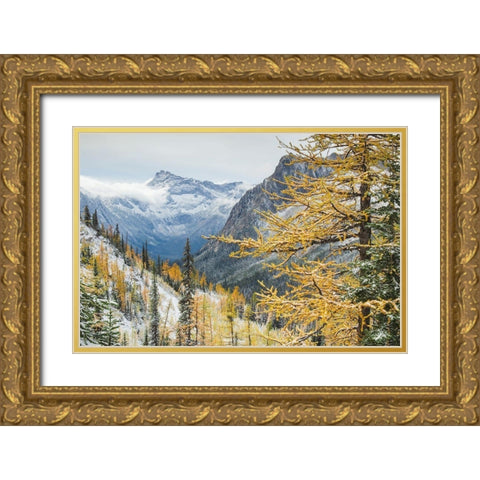 Larches displaying golden autumn color after fresh snowfall at Cutthroat Pass Gold Ornate Wood Framed Art Print with Double Matting by Majchrowicz, Alan