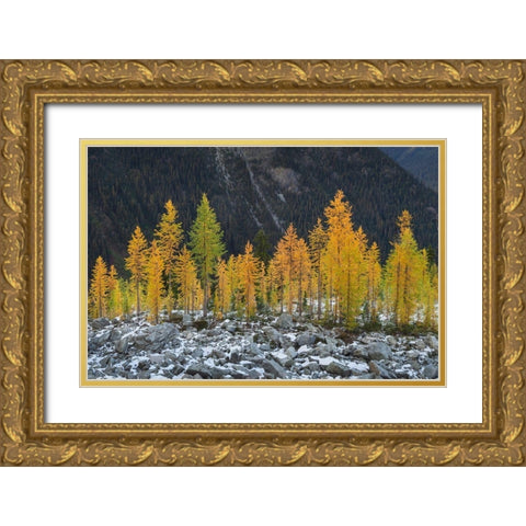 Alpine Larches (Larix lyallii) in autumn color North Cascades-Washington State Gold Ornate Wood Framed Art Print with Double Matting by Majchrowicz, Alan