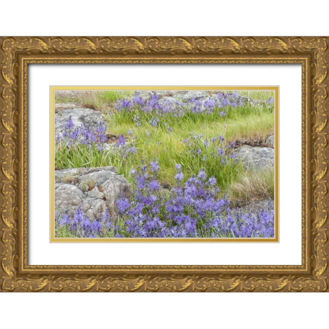 WA, Yellow Island Flowers surround boulders Gold Ornate Wood Framed Art Print with Double Matting by Paulson, Don