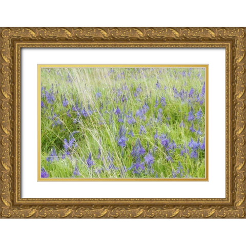 WA, San Juans Yellow Island Flowers amid grass Gold Ornate Wood Framed Art Print with Double Matting by Paulson, Don