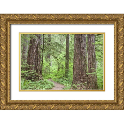 Washington, Olympic NF Trail through the forest Gold Ornate Wood Framed Art Print with Double Matting by Paulson, Don
