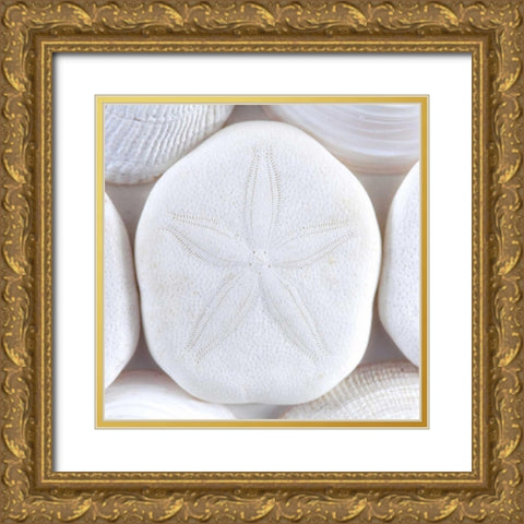 Washington Sea shells and sand dollar Gold Ornate Wood Framed Art Print with Double Matting by Paulson, Don