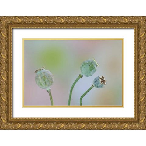 Washington Colorful poppy seed heads on stems Gold Ornate Wood Framed Art Print with Double Matting by Paulson, Don