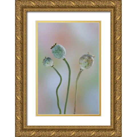 Washington Colorful poppy seed heads on stems Gold Ornate Wood Framed Art Print with Double Matting by Paulson, Don