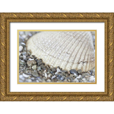 Washington, Seabeck Cockle shell in Hood Canal Gold Ornate Wood Framed Art Print with Double Matting by Paulson, Don