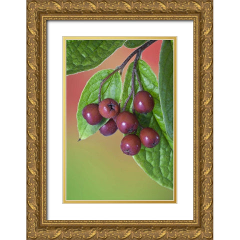 Washington Cotoneaster berries on the vine Gold Ornate Wood Framed Art Print with Double Matting by Paulson, Don