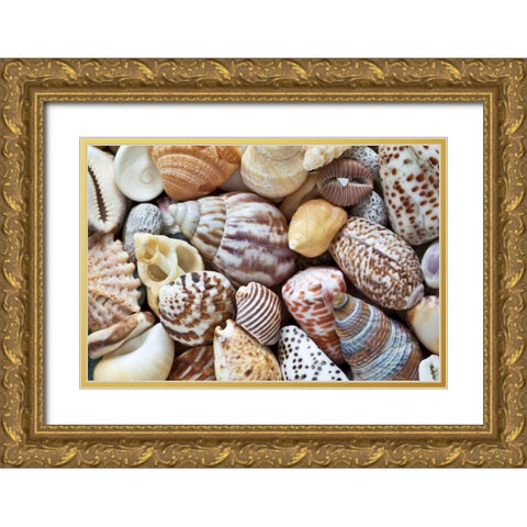 Washington Close-up of collection of sea shells Gold Ornate Wood Framed Art Print with Double Matting by Paulson, Don