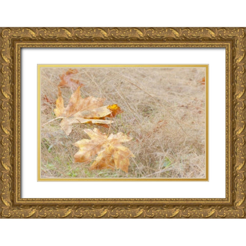 USA, Washington, Quinault Maple leaves in grass Gold Ornate Wood Framed Art Print with Double Matting by Paulson, Don
