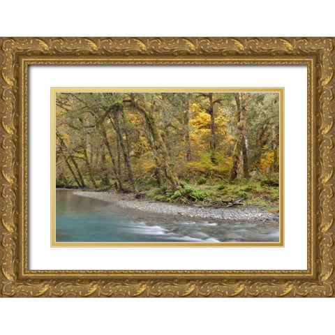 Washington Quinault River in the Olympic NP Gold Ornate Wood Framed Art Print with Double Matting by Paulson, Don