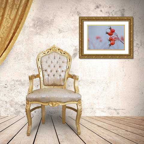 Washington, Seabeck Wild rose hips in winter Gold Ornate Wood Framed Art Print with Double Matting by Paulson, Don