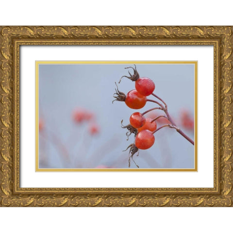 Washington, Seabeck Wild rose hips in winter Gold Ornate Wood Framed Art Print with Double Matting by Paulson, Don