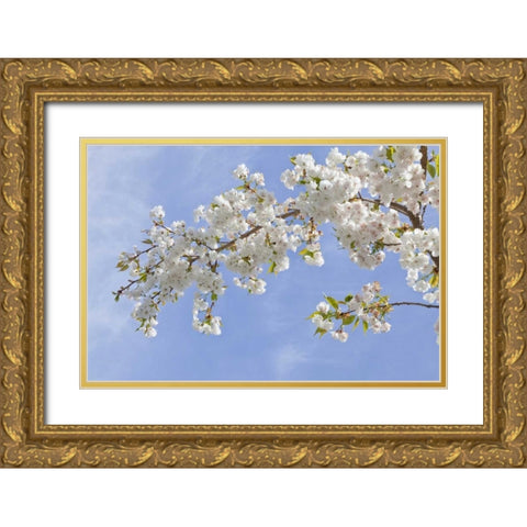 Washington, Seabeck Cherry blossoms Gold Ornate Wood Framed Art Print with Double Matting by Paulson, Don