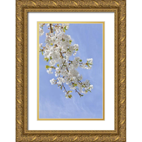 Washington, Seabeck Cherry blossoms Gold Ornate Wood Framed Art Print with Double Matting by Paulson, Don