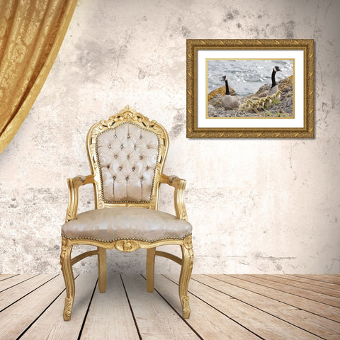 WA, San Juans Canada geese with goslings Gold Ornate Wood Framed Art Print with Double Matting by Paulson, Don