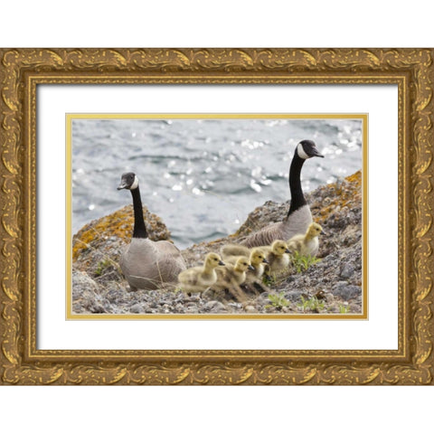 WA, San Juans Canada geese with goslings Gold Ornate Wood Framed Art Print with Double Matting by Paulson, Don
