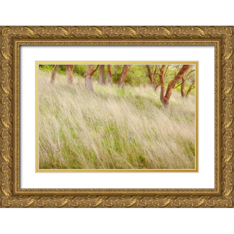 Washington, San Juans Grasses and madrone trees Gold Ornate Wood Framed Art Print with Double Matting by Paulson, Don