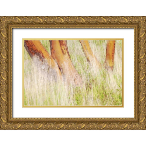 Washington, San Juans Grasses and madrone trees Gold Ornate Wood Framed Art Print with Double Matting by Paulson, Don