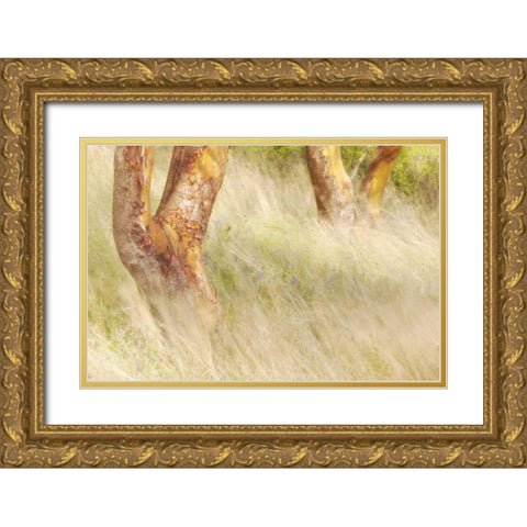 Washington, San Juans Grasses and madrone trees Gold Ornate Wood Framed Art Print with Double Matting by Paulson, Don