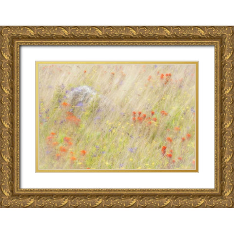 WA, San Juans Field of flowers and grasses Gold Ornate Wood Framed Art Print with Double Matting by Paulson, Don