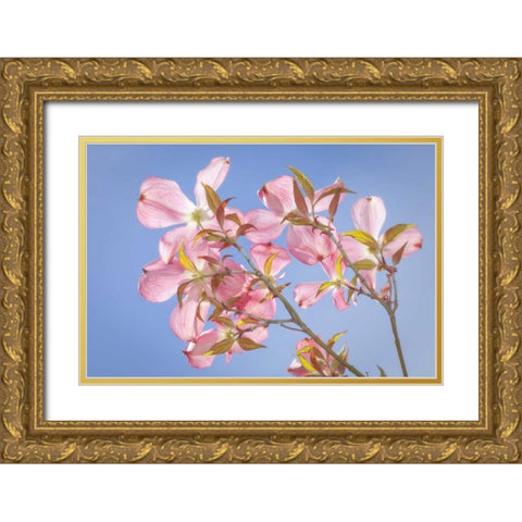 WA, Seabeck Pink dogwood blossoms against sky Gold Ornate Wood Framed Art Print with Double Matting by Paulson, Don
