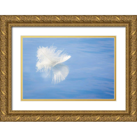 WA, Seabeck White feather reflects on water Gold Ornate Wood Framed Art Print with Double Matting by Paulson, Don