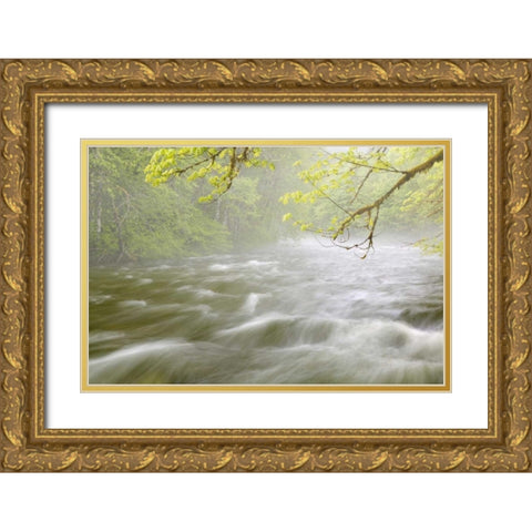 WA, Cascade Mts Cascading water in Beckler River Gold Ornate Wood Framed Art Print with Double Matting by Paulson, Don