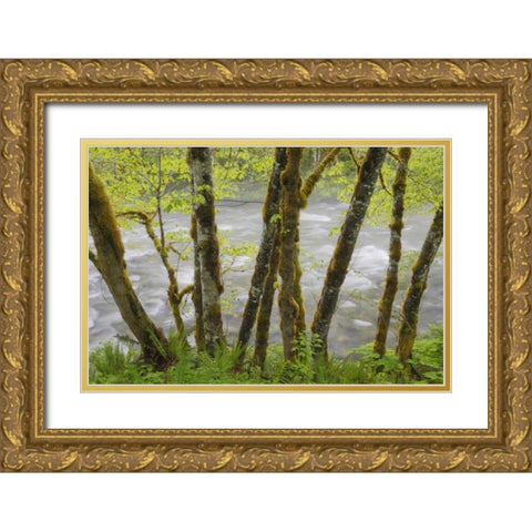 WA, Cascade Mts Beckler River through Maples Gold Ornate Wood Framed Art Print with Double Matting by Paulson, Don
