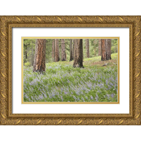 Washington, Leavenworth Forest and lupines Gold Ornate Wood Framed Art Print with Double Matting by Paulson, Don