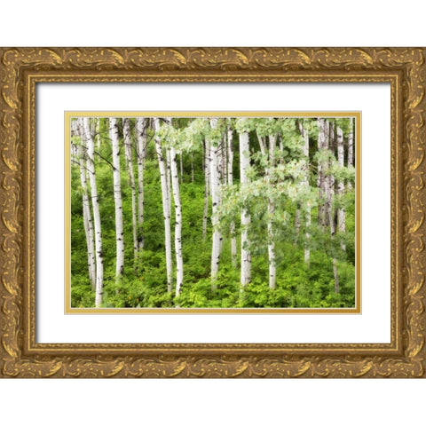 WA, Leavenworth Stand of aspen trees in forest Gold Ornate Wood Framed Art Print with Double Matting by Paulson, Don