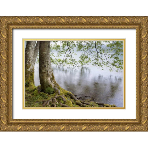 WA, Olympic NP Alders overhanging Lake Crescent Gold Ornate Wood Framed Art Print with Double Matting by Paulson, Don