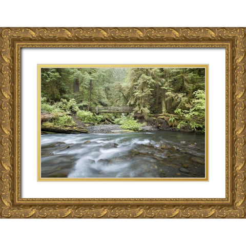 WA, Olympic NP Barnes Creek flows through forest Gold Ornate Wood Framed Art Print with Double Matting by Paulson, Don
