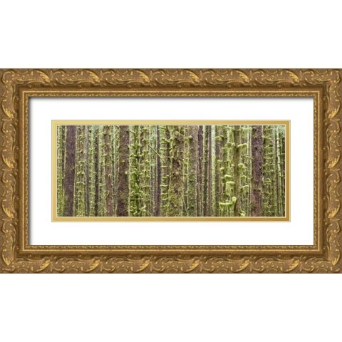 WA, Olympic NP Trees in Hoh River Rainforest Gold Ornate Wood Framed Art Print with Double Matting by Paulson, Don