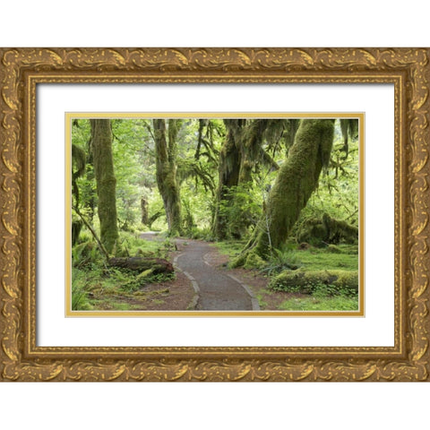 WA, Olympic NP Hall of Mosses Trail Gold Ornate Wood Framed Art Print with Double Matting by Paulson, Don