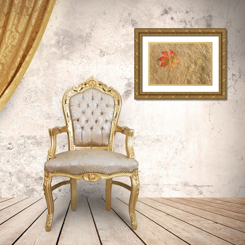 WA, Seabeck Vine maple leaf caught in fall grass Gold Ornate Wood Framed Art Print with Double Matting by Paulson, Don