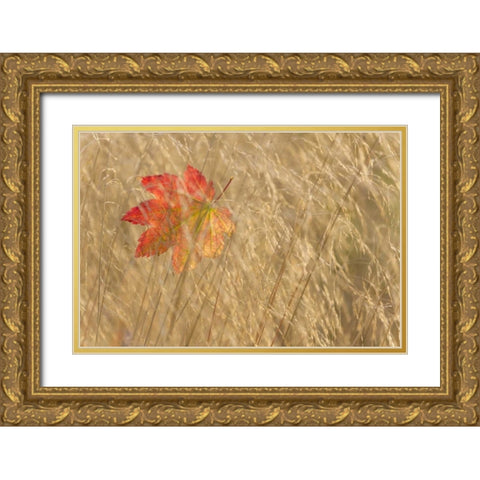 WA, Seabeck Vine maple leaf caught in fall grass Gold Ornate Wood Framed Art Print with Double Matting by Paulson, Don