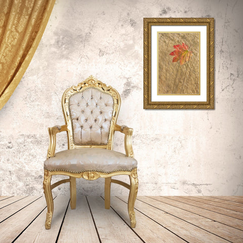 WA, Seabeck Vine maple leaf caught in fall grass Gold Ornate Wood Framed Art Print with Double Matting by Paulson, Don