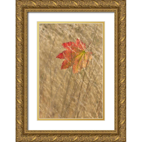 WA, Seabeck Vine maple leaf caught in fall grass Gold Ornate Wood Framed Art Print with Double Matting by Paulson, Don