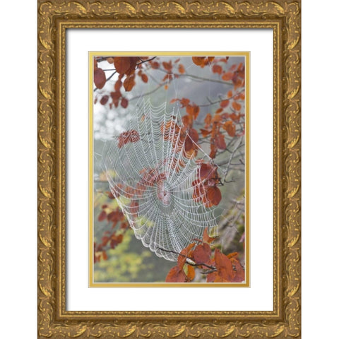 Washington, Seabeck Dew on spider web in tree Gold Ornate Wood Framed Art Print with Double Matting by Paulson, Don