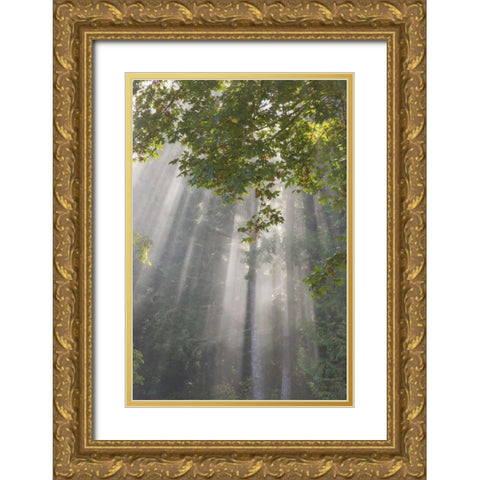 WA, Seabeck Morning sun through foggy trees Gold Ornate Wood Framed Art Print with Double Matting by Paulson, Don